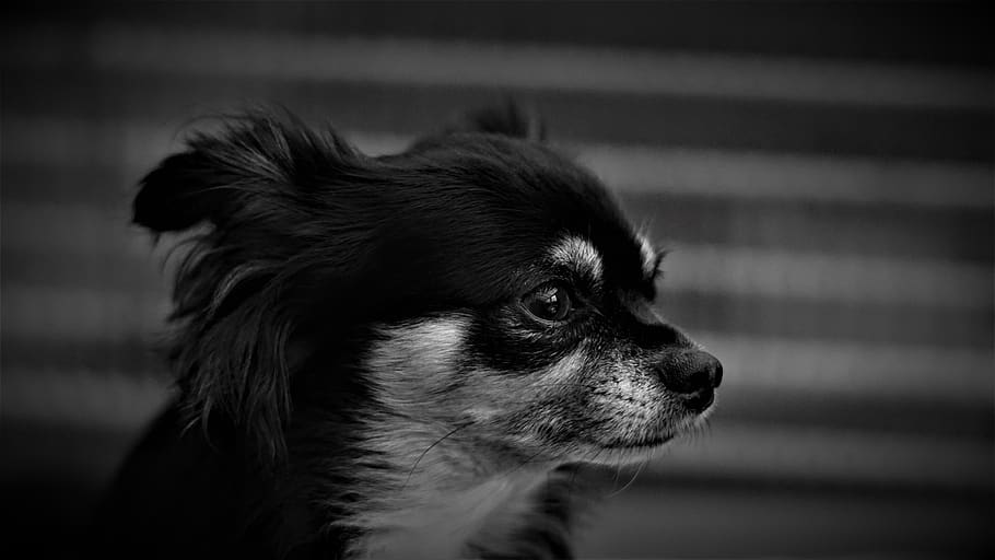 background, chihuahua, dog, black white, small, cute, sweet, portrait, animal portrait, love