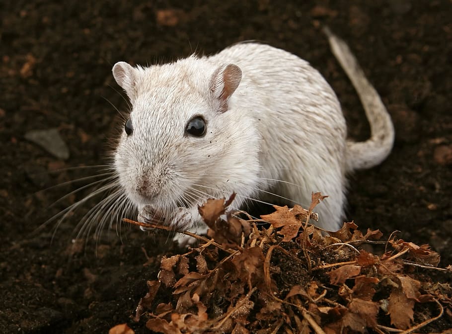 selective, focus, white, rodent, ground, animal, attractive, beautiful, brown, close