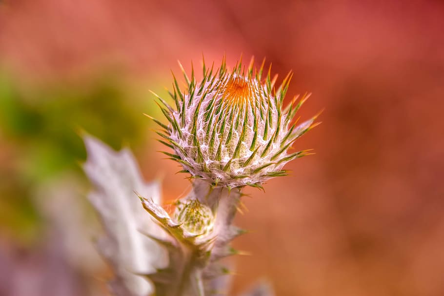macro photography, thistle bud, nature, plant, thistle, botany, blossom, bloom, reddish, upright