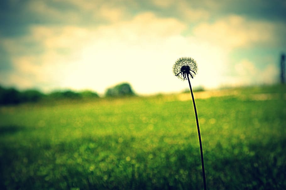 white, grass, cloudy, sky, Dandelion, flower, spring, nature, summer, meadow