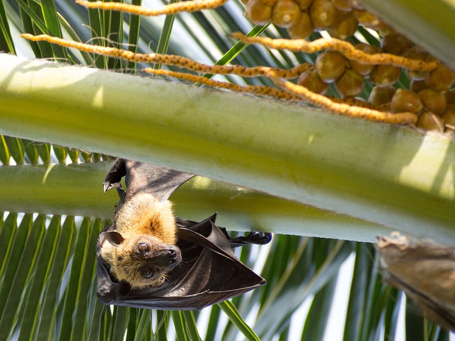 morcego, palma, sol, dia, trópicos, maldivas, temas animais, animal, animais selvagens, animais em estado selvagem
