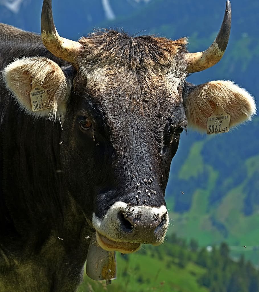 cow, allgäu, viehscheid, dairy cattle, horns, agriculture, allgäu brown, animal, farm, livestock