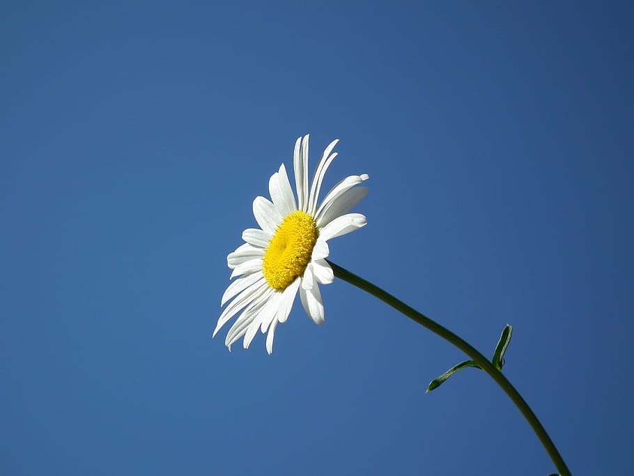 fotografia, branco, flor de pétalas, flor, verão, margarida, flores, dia, céu, junho