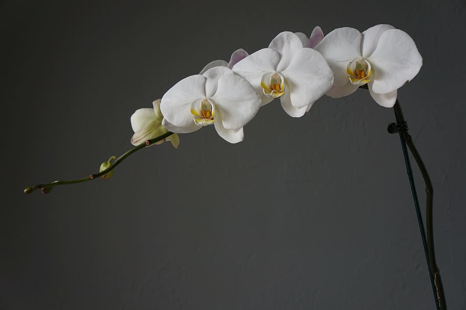 orquídeas, copas, blancas, flor, planta floreciendo, planta, fragilidad,  belleza en la naturaleza, vulnerabilidad, inflorescencia | Pxfuel