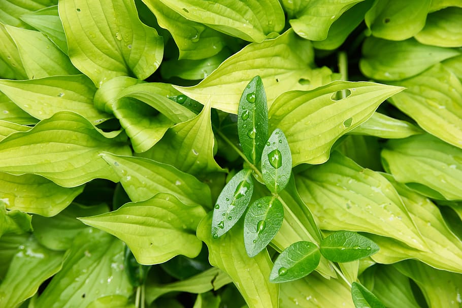wet, leaves, plant, background, green, organic, nature, water, drops, close up