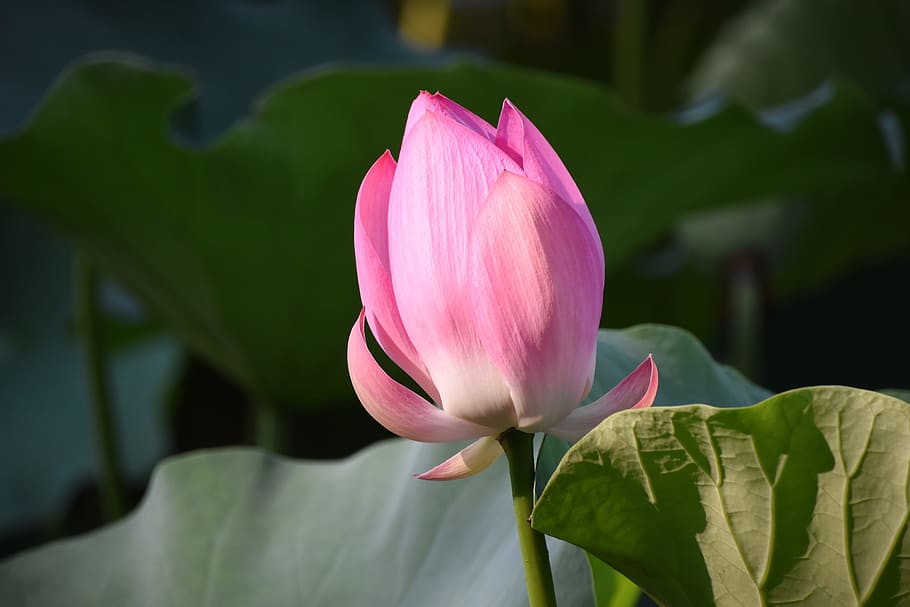 ピンクの蓮 つぼみ 花 夏 顕花植物 自然の美しさ 鮮度 脆弱性 植物 花弁 Pxfuel