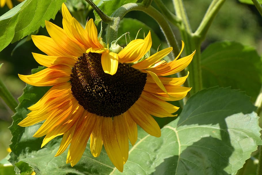 太陽の花 ヘリアントス 花 ヒマワリの種 健康 開花植物 植物 成長 黄色 脆弱性 Pxfuel