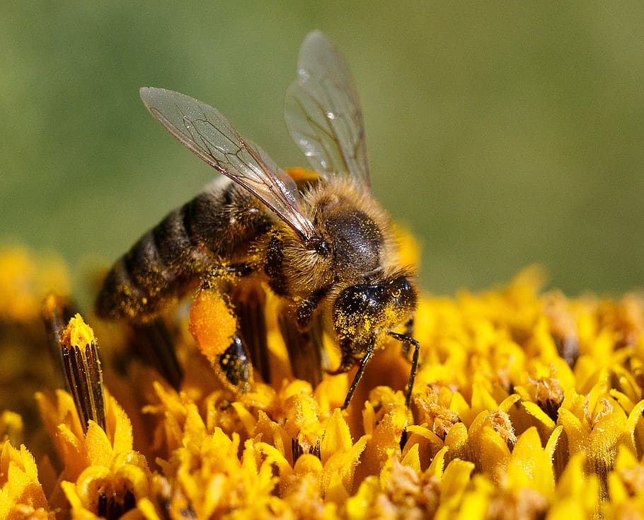 selective, focus photography, brown, bee, petaled flower, honey, collect, flower, pollen, macro