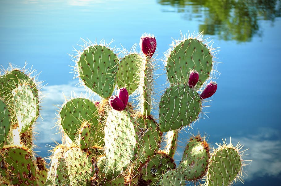 shallow, focus photography, green, cactus plant, cactus, cactus apples, prickly pear, plant, natural, blossom