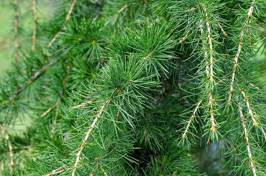 green pine tree, cedar, cedar branch, branch, needle, conifer, tree, plant, nature, macro