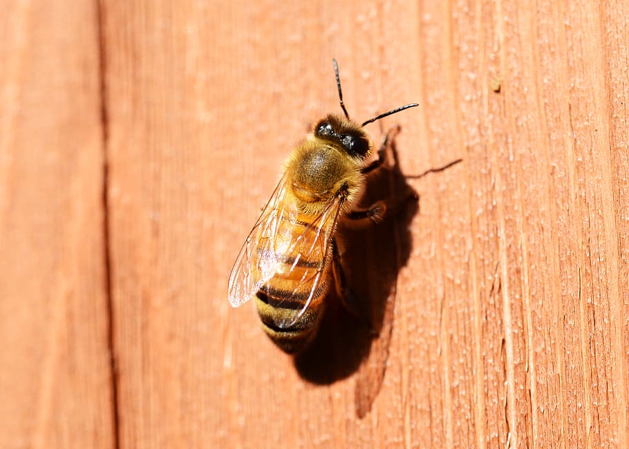 madu, lebah, buckfast, serangga, lebah madu, perempuan, lebah pekerja, sayap, mata, garis-garis