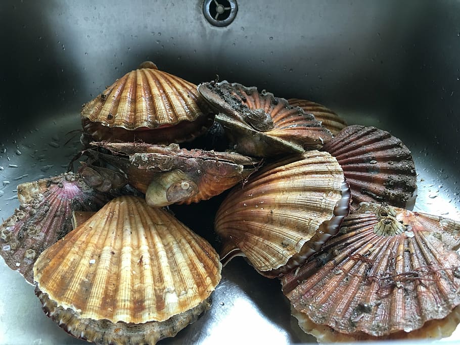 scallops, sink, stainless, food and drink, food, freshness, seafood, shell, close-up, indoors