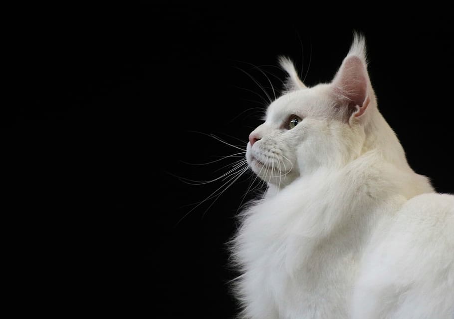white, cat, black, background, cute, animal, portrait, eye, sit, pet
