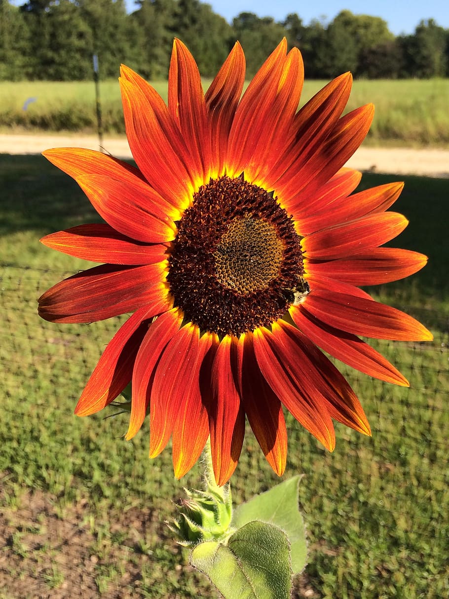 rojo, girasol, girasol rojo, primavera, verano, flor, planta floreciendo,  planta, crecimiento, vulnerabilidad | Pxfuel