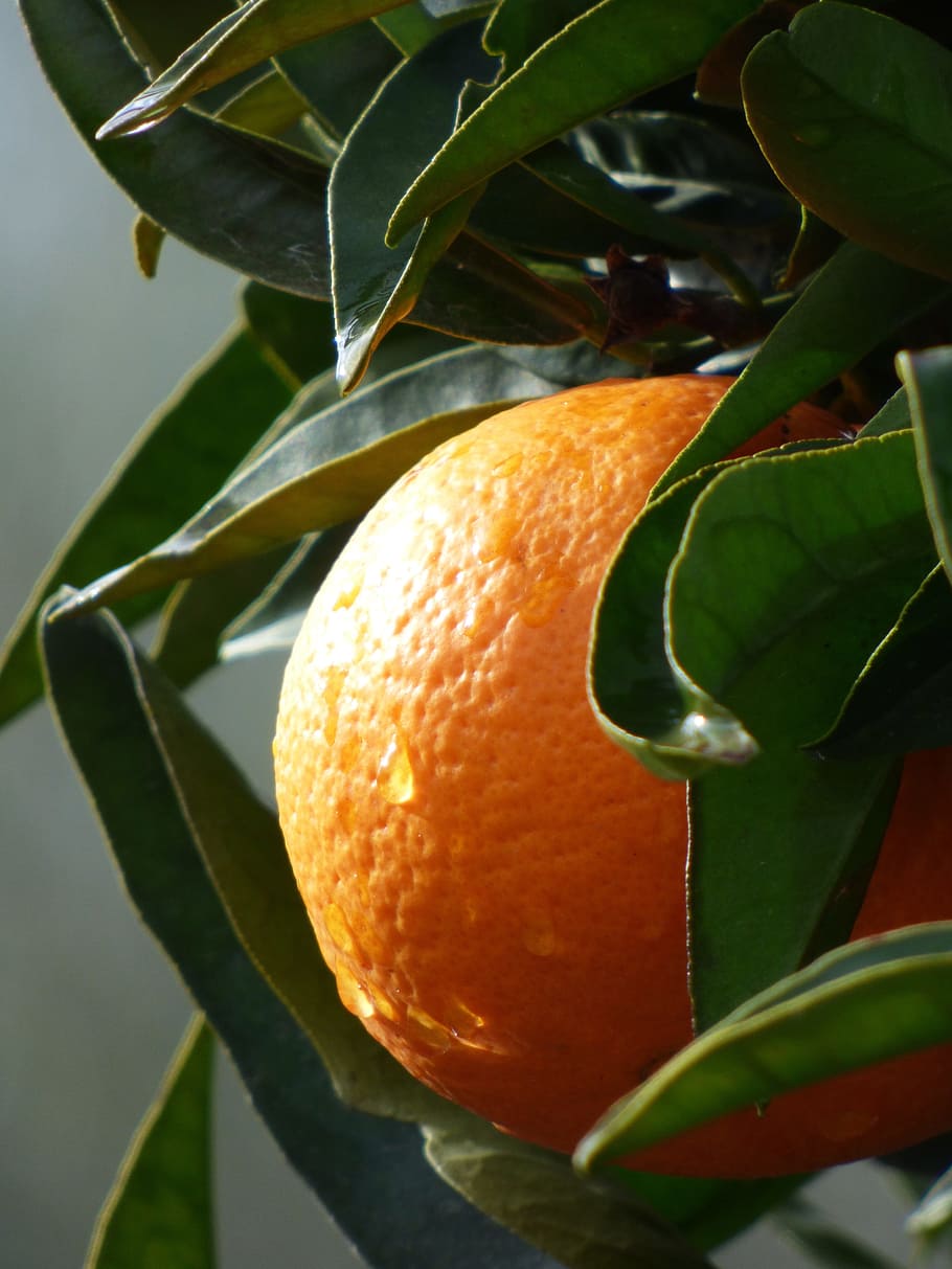 Orange, Naranjo, Citric, Fruit, Fresh, drops, mature, seasoning, leaf, orange - fruit