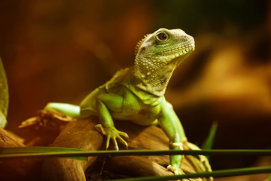 close, green, iguana, lizard, dragon, reptile, animal, creature, head, wildlife