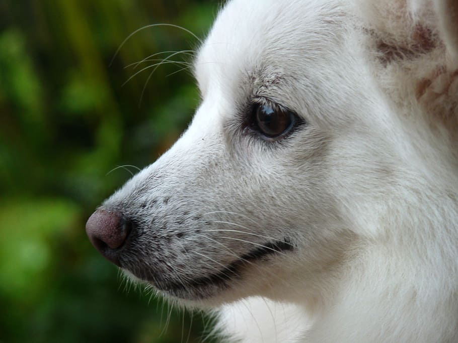 子犬, 犬, ポメラニアン, ペット, 品種, 動物, かわいい, 白, 一匹, 動物のテーマ