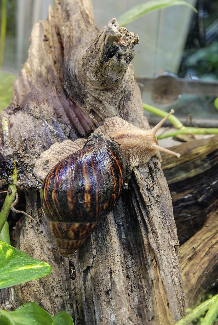 achatina fulica, large agate snail, snail, mollusk, shell, land snail, crawl, nature, animals, slimy