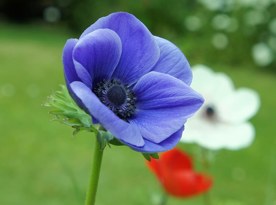 selective, focus photography, blue, anemone flower, flower, anemone, floral, plant, natural, blossom