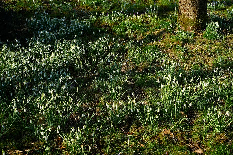plant, nature, leaf, growth, grass, snowdrop, garden, signs of spring, early bloomer, green