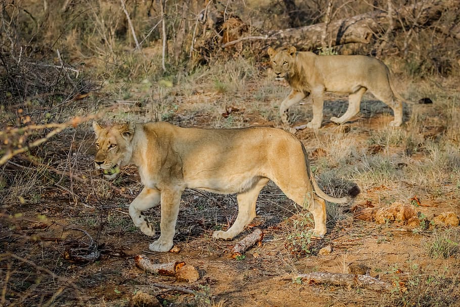 leones, animales, vida silvestre, africano, salvaje, gato, depredador,  naturaleza, carnívoro, animal | Pxfuel