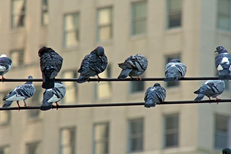 flock of pigeons, birds, wire, flock, electric, sitting, electricity, outdoor, pigeon, wing