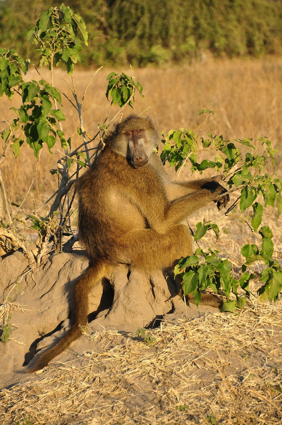 Babuíno, Macaco, Sentado, sentado de macaco, vigilante, botsuana, áfrica, animal, selvagem, safari