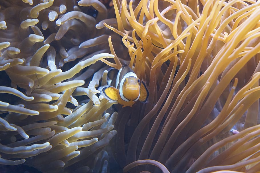 underwater, photography, clownfish, anemones, tentacle, sea anemones, creature, invertebrates, water, sea