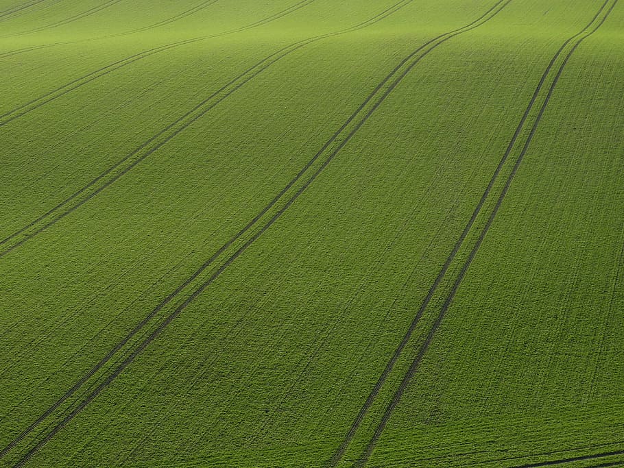 green grassfield, rügen, field, arable, cereals, green, nature, grain, agriculture, crops