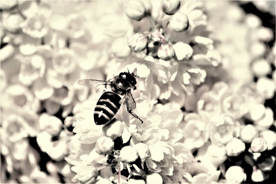 bee, pollination, blossom, bloom, sw, bw, black and white graphy, close up, macro, insect