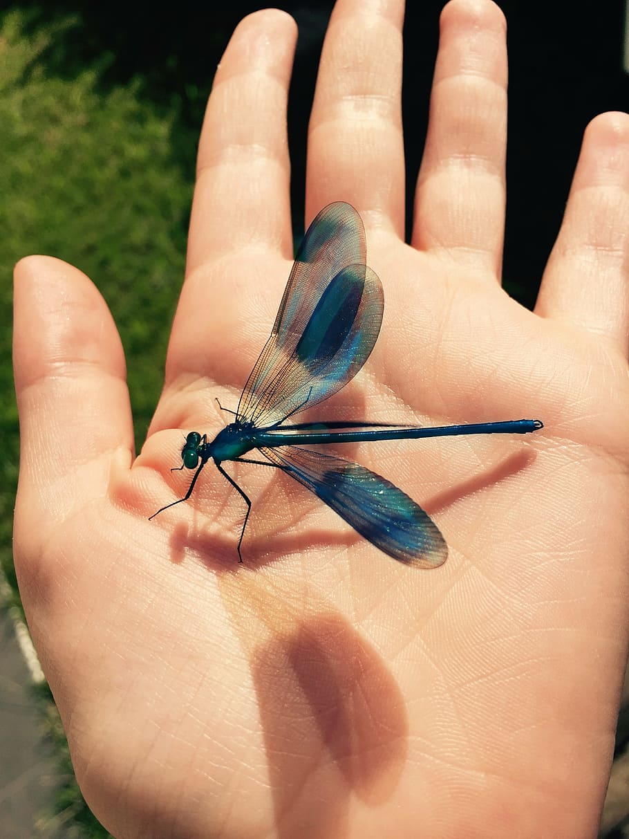 dragonfly, insect, nature, hand, blue, fauna, fly, dragonflies, macro, insects