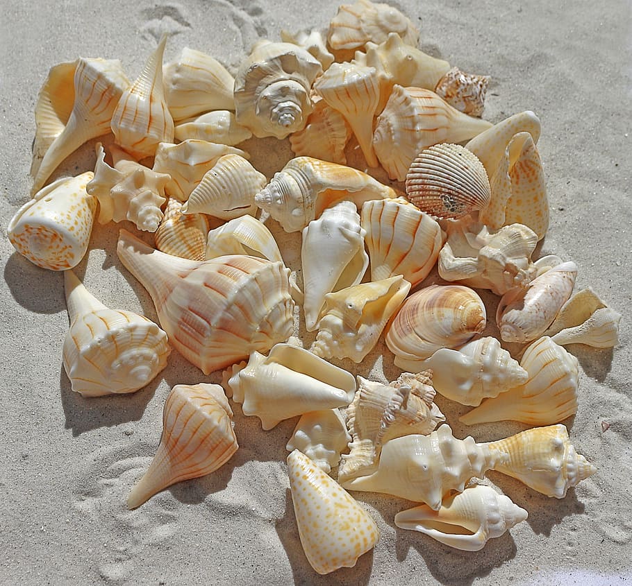 lote de conchas variadas, conchas marinas, playa de mar, arena, naturaleza, verano, concha, vista de ángulo alto, concha marina, fauna animal