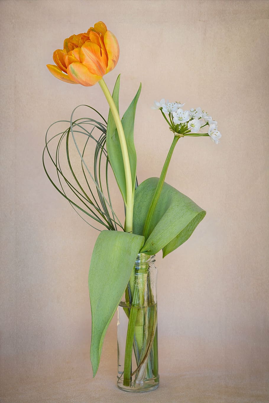 オレンジ 白 花 クリア 花瓶 チューリップ 春の花 切り花 デコ 装飾 Pxfuel