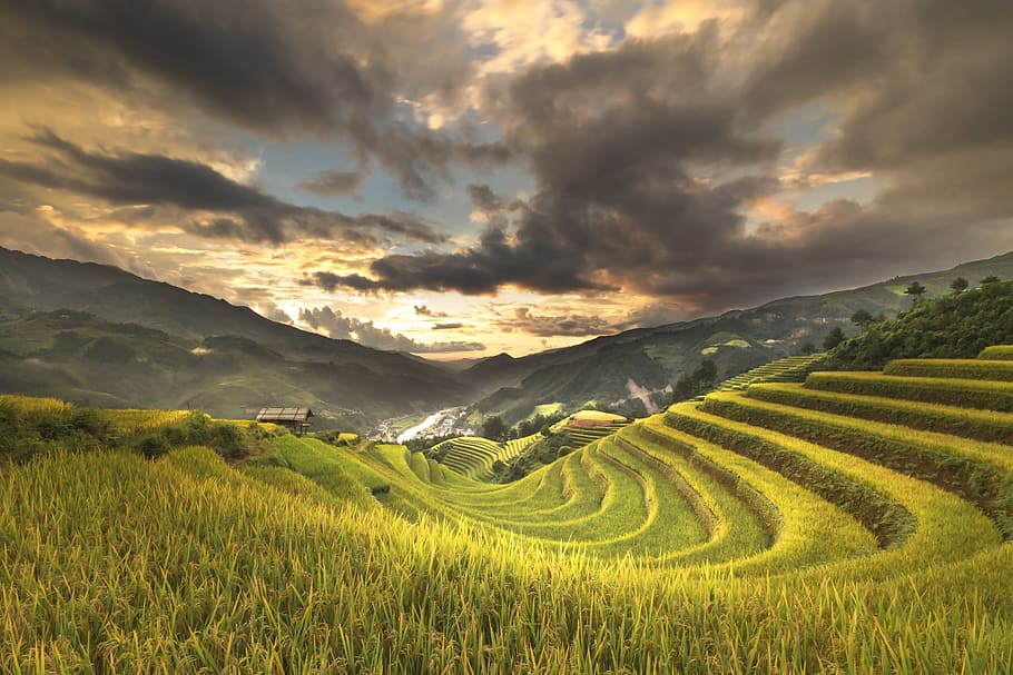 green, grass field, cloudy, sky, vietnam, terraces, rice, silk, the cultivation, travel