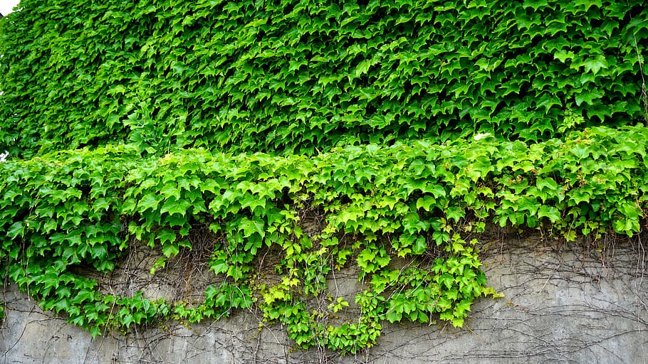 ivy, sulur, daun, tanaman, batang, dinding, pagar, warna hijau, pertumbuhan, menanam