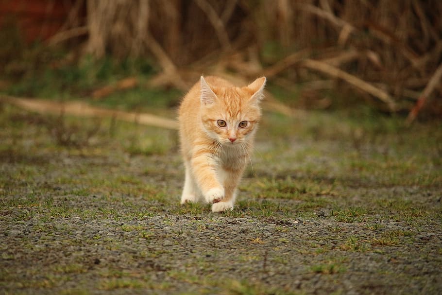 naranja, atigrado, tierra, gato, gatito, gato bebé, caballa roja atigrado, caballa, gato joven, ojos de gato