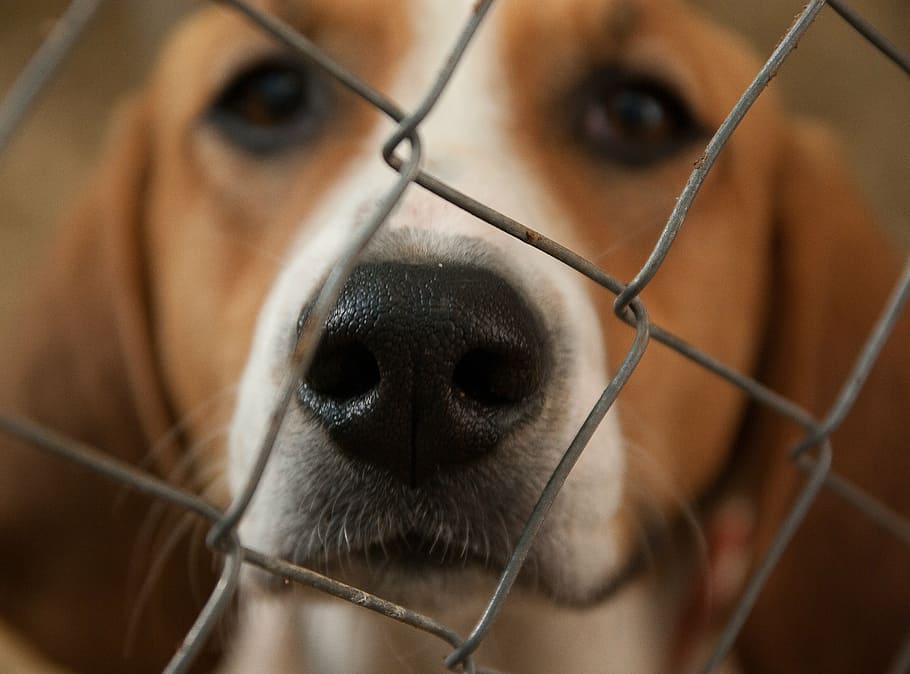 selective, focus photography, tricolor, beagle nose, chain link fence, dog, beagle, hunting dog, pack, kennel