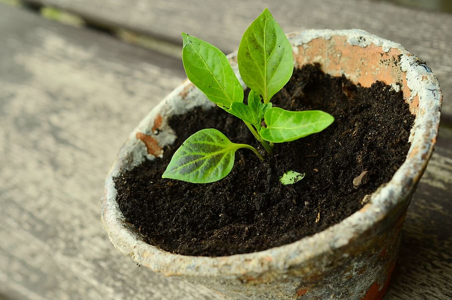 green, leaf plant, brown, gray, pot, plant, young plants, small plant, seedling, vegetable plant