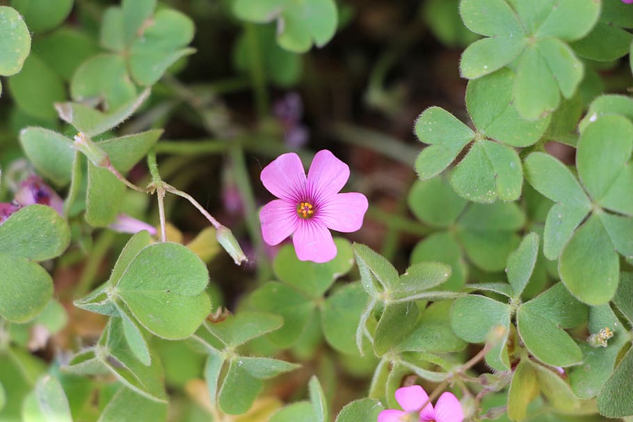 flower, plant, nature, four-leaf clover, flowering plant, plant part, leaf, beauty in nature, growth, freshness
