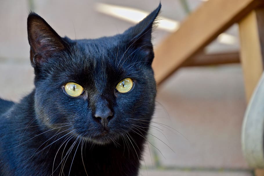 gato adulto de bombay, animalia, retrato, bonito, negro, ojos, animales, observación, mascota, gatito
