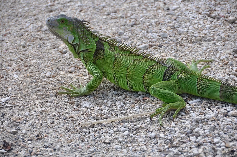 iguana, verde, mundo animal, reptil, lagarto, animal, criatura, escala, Temas de animales, un animal