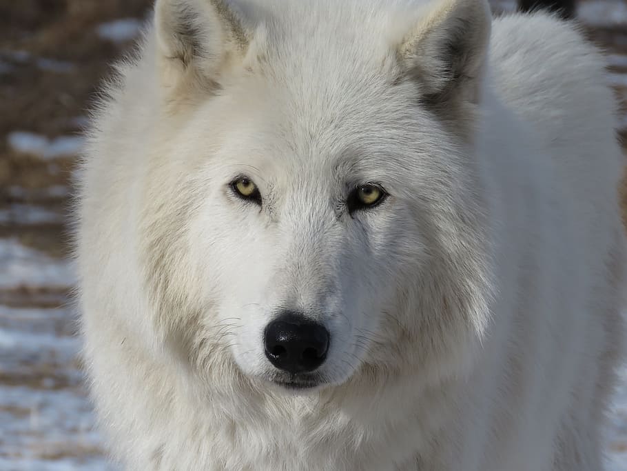 fotografía de enfoque, blanco, lobo, ártico, perro lobo, perro, perro lobo ártico, santuario, rehabilitación, pelaje