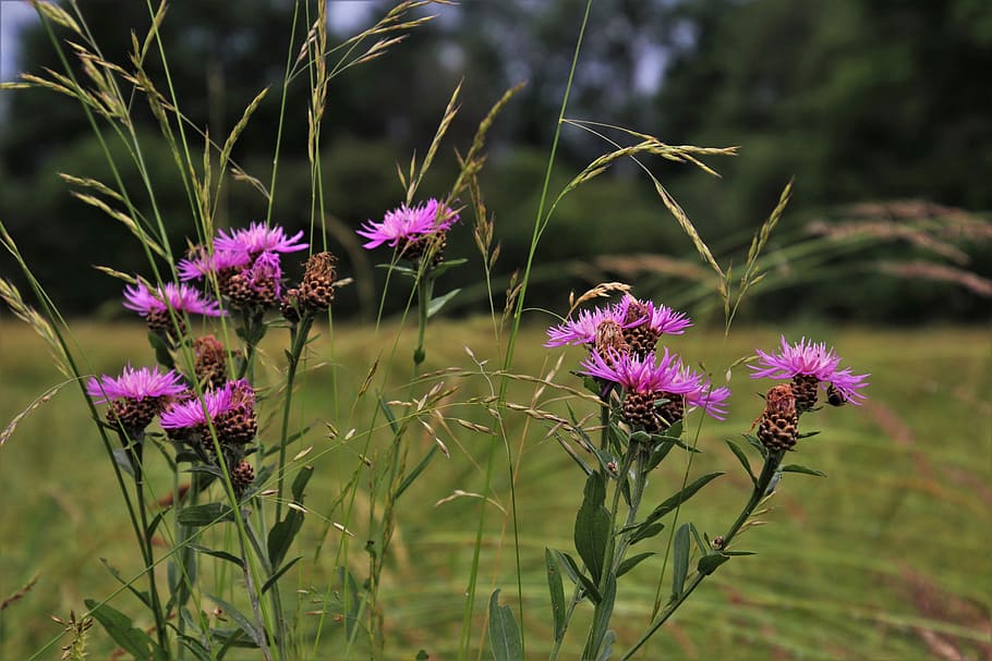 purple flowers, grass, thistles, meadow, summer, plant, figure, herbs, wind, scenery