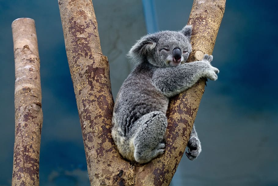 gray, koala, tree, bear, sitting, perched, portrait, grey, fur, wildlife