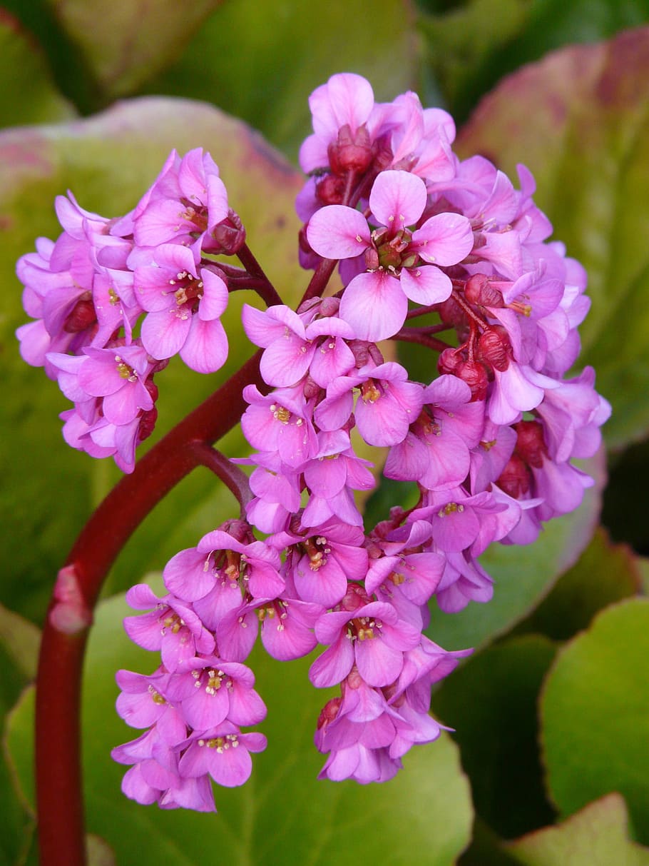 bergenia, settled wurz, rock crushing plant, herb, pink, purple, color, colorful, flower, blossom