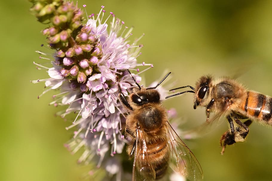 lebah, hijauan, makro, bunga, serangga, penyerbuk, apis mellifera, alam, penyerbukan, lebah madu