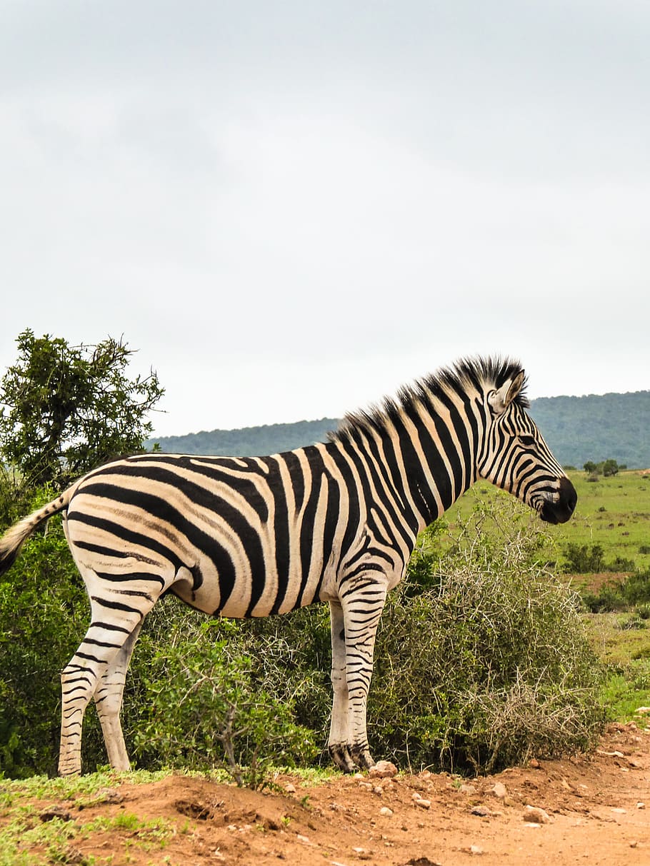 zebra, africa, national park, wild animal, animal, safari, wilderness, striped, south africa, wildlife