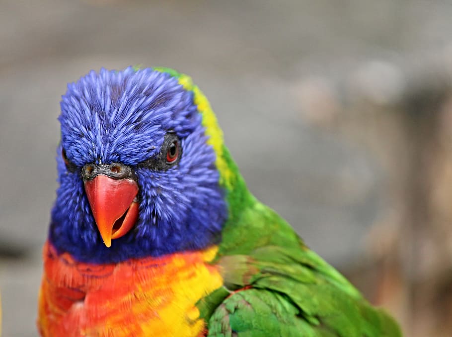 selective, focus photography, rainbow lorikeet, parrot, lorikeet, trichoglossus rainbow, bird, blue, red, bill