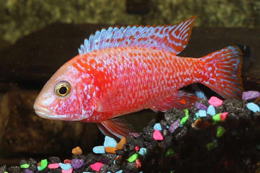 red fish, cichlid, fish, peacock, strawberry, red, fins, tropical, aquarium, pet