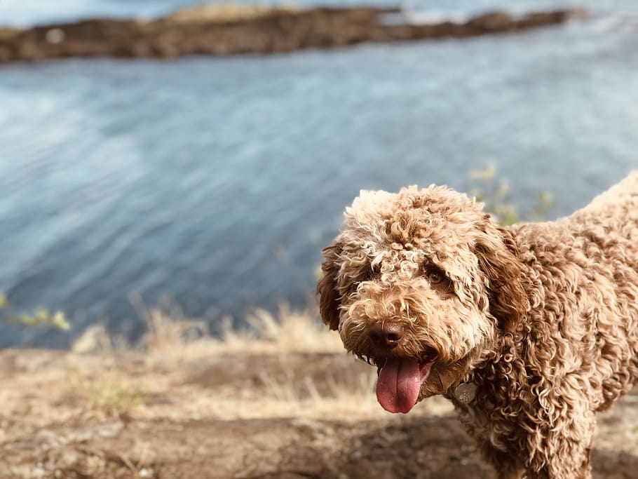 lagotto romagnolo, dog, puppy, outside, fetch, pet, cute, doggy, one animal, animal themes